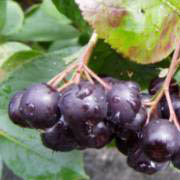 Solex-agro-aronia21.jpg